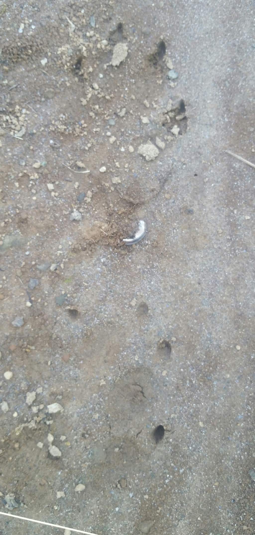 Impronte di istrice?